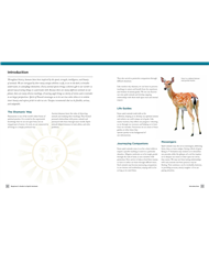 Beginner's Guide To Spirit Animals