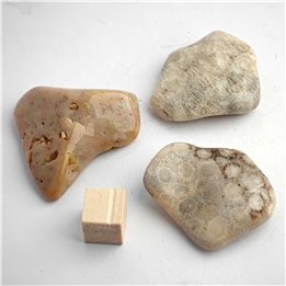 Agatised Coral Large Tumble Stone