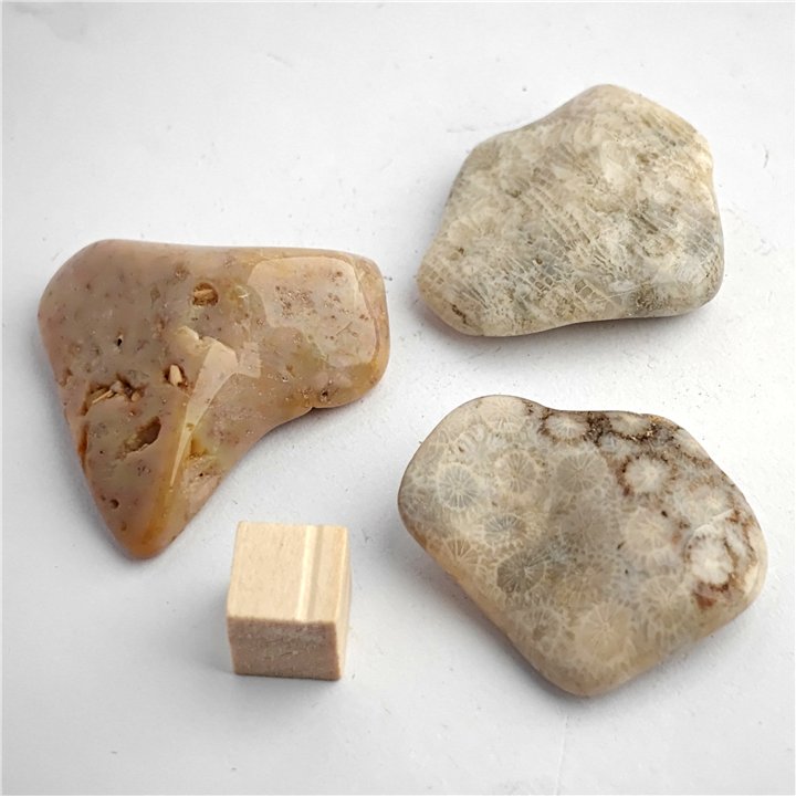 Agatised Coral Large Tumble Stone