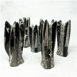 Orthoceras Group Standing Sculpture Morocco 20-25cm