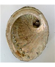 Abalone Shell 4-5 inch